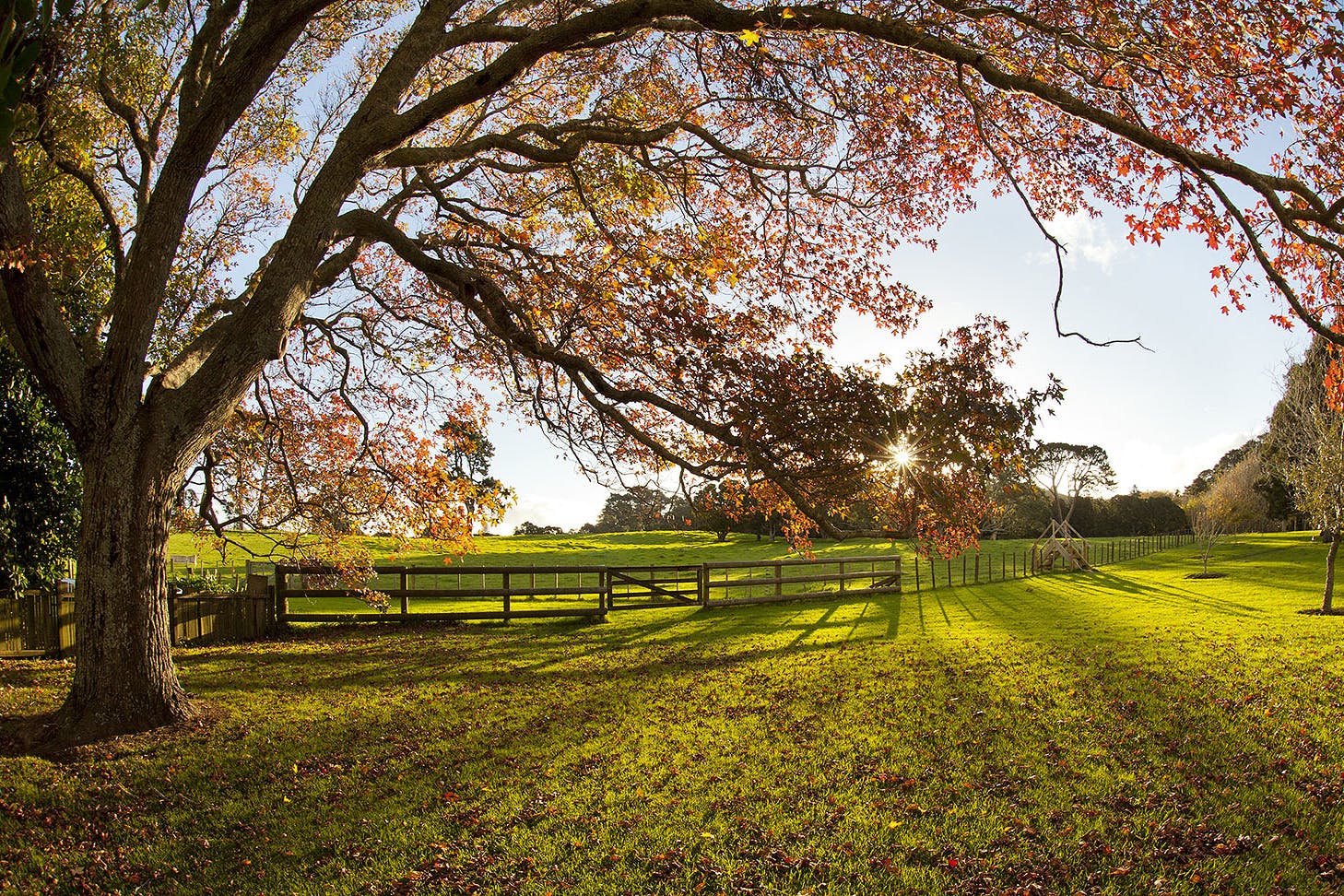 Cornwall Park is seen in the Autumn.